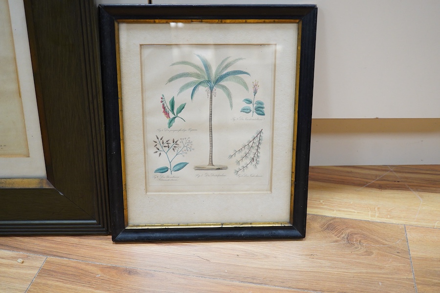 Five 18th / 19th century botanical lithographs and etchings, largest 39 x 24cm